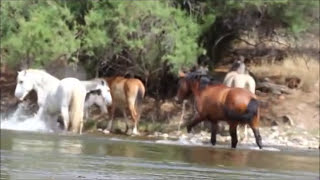 Wild Stallion Mare and Foal Greet other bands Salt River [upl. by Ecinwahs]