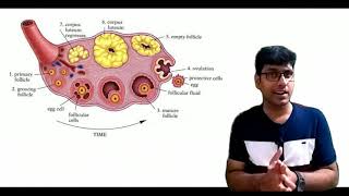 HUMAN REPRODUCTIONCORPUS LUTEUM [upl. by Stichter]