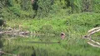 IL CORMORANO  L I PU OASI NATURALE DI CRAVA MOROZZO CN 25  8  2013 [upl. by Denae997]