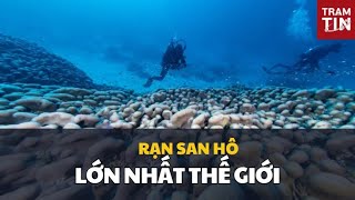 PHÁT HIỆN RẠN SAN HÔ LỚN NHẤT THẾ GIỚI [upl. by Atirec]