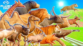 50 Animals Running Race in Tropical Island 2 x Mega Race Random Category  Planet Zoo [upl. by Warenne658]