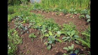 Potager en permaculture Mai 2018 26 [upl. by Lehcer208]