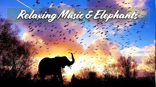 Relaxing Music Beautiful Elephants  2 hours Calm  Sleep  Relax  Classroom [upl. by Garling52]