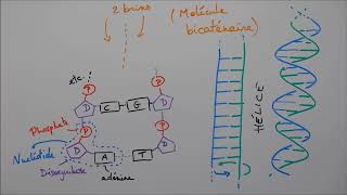 Molécules du vivant 5  Acides nucléiques [upl. by Nire34]