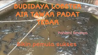 Budidaya Lobster Air Tawar Padat Tebar Untuk Pemula Auto Sukses Raup Untung Besar  Tipe kolam [upl. by Saied714]