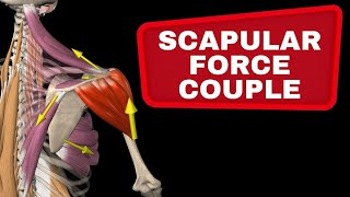 Scapular Force Couple  Muscle collaboration in the shoulder [upl. by Eniortna]