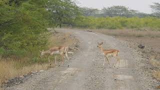 Blackbuck Crossing  Velavadar National Park  December 2023 [upl. by Odiug]