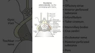 Interpeduncular fossa boundary and content [upl. by Shifra206]