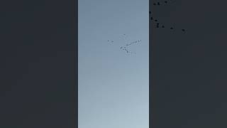 Roosting Black Headed Gulls Flying In A V On Remembrance Day birds avian nature [upl. by Duck]