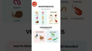 Invertebrates and Vertebrates Animal Names in English for kids kids vertebrates [upl. by Ynnattirb]