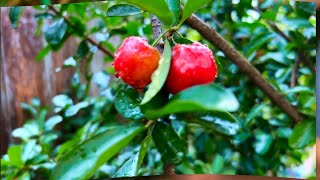 Organic Homegrown Cherry 🍒 in TX harvesting fun dog family love cute [upl. by Nalon]