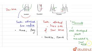 Explain the term thecodont and diphyodont  11  Digestion and Absorption  BIOLOGY  NCERT  D [upl. by Kcod]