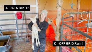 ALPACA BIRTH On OFF GRID Farm Ep 9 [upl. by Wearing19]