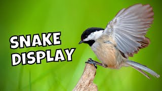 The Blackcapped Chickadee HISS Snake Display Explained [upl. by Enaitsirhc]