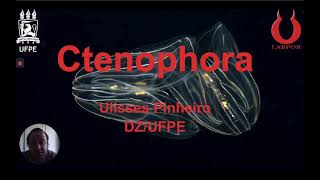 7 Ctenophora UFPE 2020 [upl. by Apps]