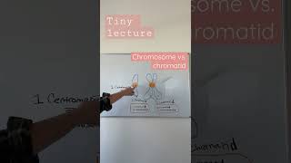 Chromosome vs chromatid  TEAS 7 Biology  the cell cycle  Mitosis [upl. by Avek268]