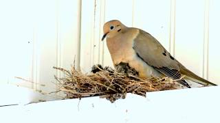 Baby Doves [upl. by Grand]