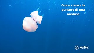 Come curare la puntura della medusa  5 consigli utili [upl. by Georgiana90]