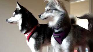 Klee Kai Guard Dogs [upl. by Wanda]