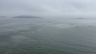 ‎⁨🇺🇸 Dolphins swimming next to Golden Gate Bridge ⁨California⁩ ⁨USA during a misty day [upl. by Niwre125]