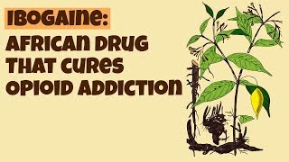 Ibogaine African Drug That Cures Opioid Addiction Iboga Plant Psychedelic Effects amp Dangers [upl. by Albemarle]