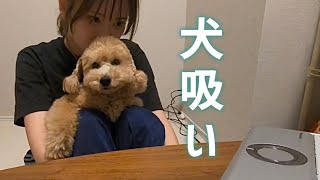 愛犬に癒されるトリマー学生のゆるいリモート授業 [upl. by Claybourne]