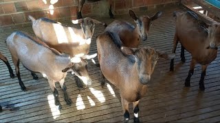 CRIAÇÃO DE CABRAS LEITEIRAS PARDA E TOGGENBURG NO CARIRI PARAIBANO CAPRIL RIACHO SALGADO [upl. by Enaid]