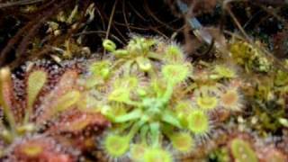 Drosera rotundifolia  Sundews Carnivorous Plants [upl. by Paulita]