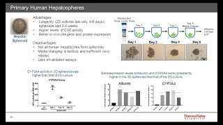 Introduction to 3D Biology Organoids Spheroids and Applications Relative to 2D Culture [upl. by Warner]