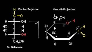 Fischer to Haworth Projection [upl. by Leahcam79]