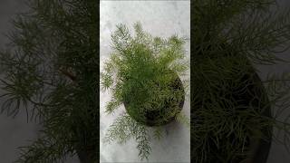 Asparagus fern🪴🥰 gardening trending  shorts indoorplants [upl. by Bach]