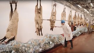 🐑 From Sheep to Wool 🧶  Inside an Amazing Wool Processing Mill 🌾✨ Modern Shearing Techniques [upl. by Neirb]