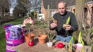 Waxed amaryllis bulbs how to plant them when done blooming Keep waxed bulb alive [upl. by Rogerio66]