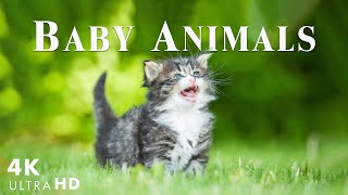 Lets Enjoy Rare Cute and Happy Moments of Baby Wildlife  Relaxing Music  Baby Animals [upl. by Reinnej]