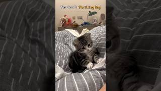 The Cats Thrilling Day [upl. by Iverson]