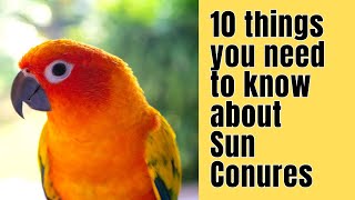 10 Things you NEED to know about SUN CONURES [upl. by Elysee]