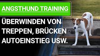 💥🐶 Angst beim Hund ➡️ Angsthunde trainieren für Treppen Autoeinstieg Brücken usw 🐶💥✔️ [upl. by Hazlett]