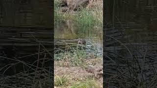 Wild Duck having a swim birds duck ponds australianbirds [upl. by Rudy]