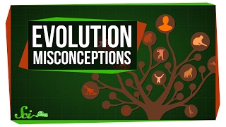 Common Misconceptions About Evolution [upl. by Infeld]