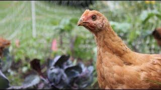 30 pastured chickens eat our garden [upl. by Olive]