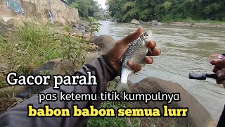 MANCING IKAN GENGGEHEK mancing wader kepek babon pas di tempat ngumpulnya [upl. by Ynohtnakram]