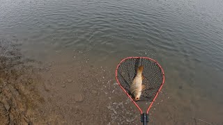 Glenbawn Dam Carp fishing with a good mate [upl. by Anhoj]