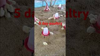 5 day poultry shorts poultry chicken boiler [upl. by Nocaj]