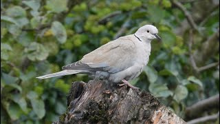 Collared Dove  2nd October 2024 1 [upl. by Hnaht]