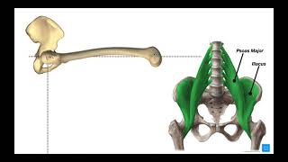 Hip Flexors  Rectus Femoris amp Iliopsoas Psoas Major amp Iliacus [upl. by Dlared]