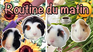 Routine du matin 2021 avec mes cochons dInde [upl. by Htirehc801]