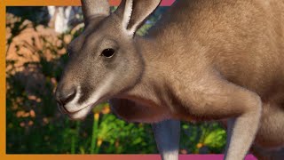 Planet Zoo Australia Pack Announcement [upl. by Aretse]