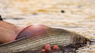 Pêche à la mouche Dordogne sèche et nymphe  Dotfishing  France 2021 [upl. by Boone]