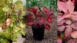 All about iresine plant Winter care tips and cutting method Blood leaf plant propagation [upl. by Ssilb721]