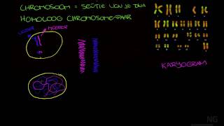 91  Chromosoom chromatide etc [upl. by Muscolo]